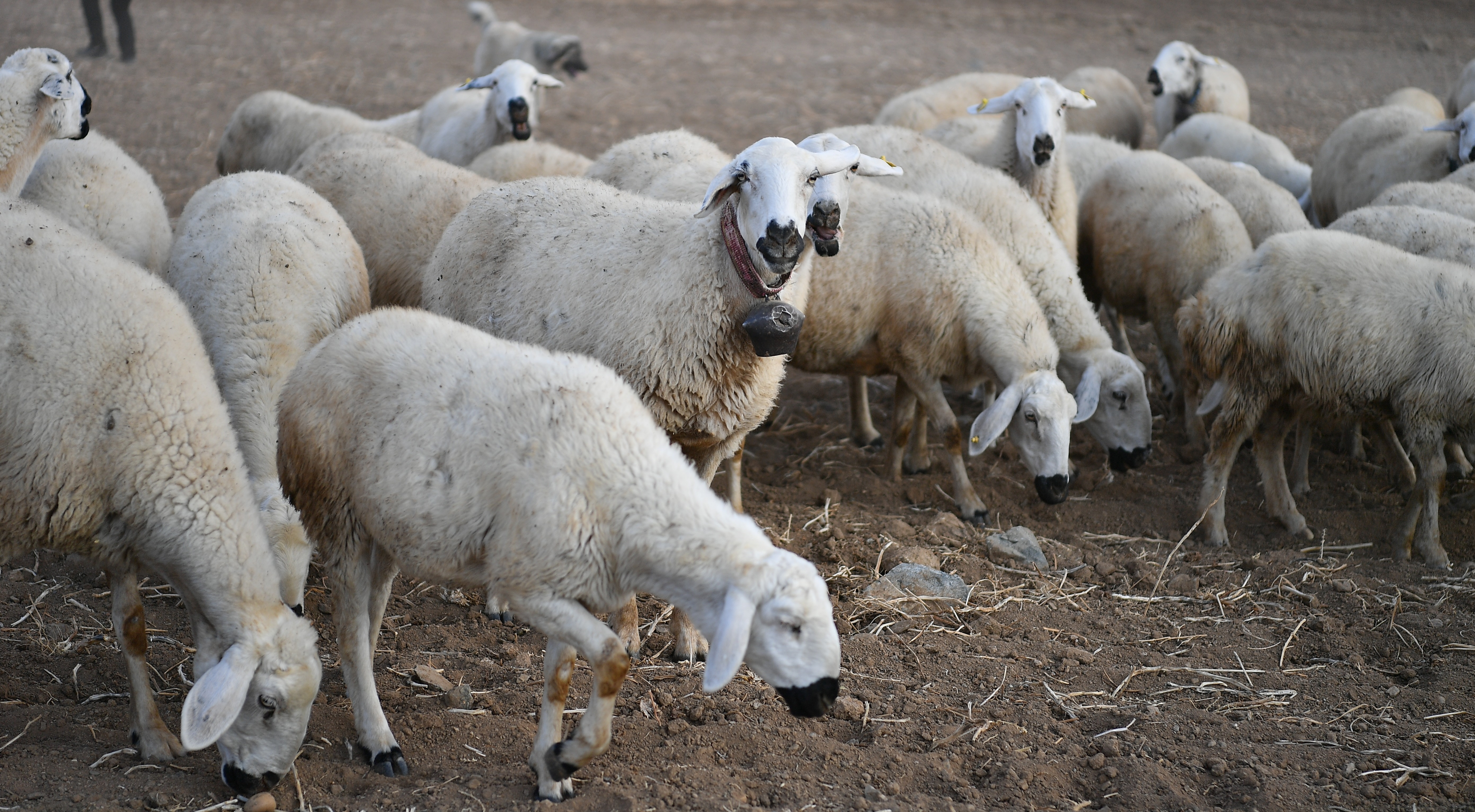 BAŞKAN BÜYÜKKILIÇ’IN PROJESİ İLE KIRSALDA KOYUN SAYISI ARTTI, MERALAR CANLANDI