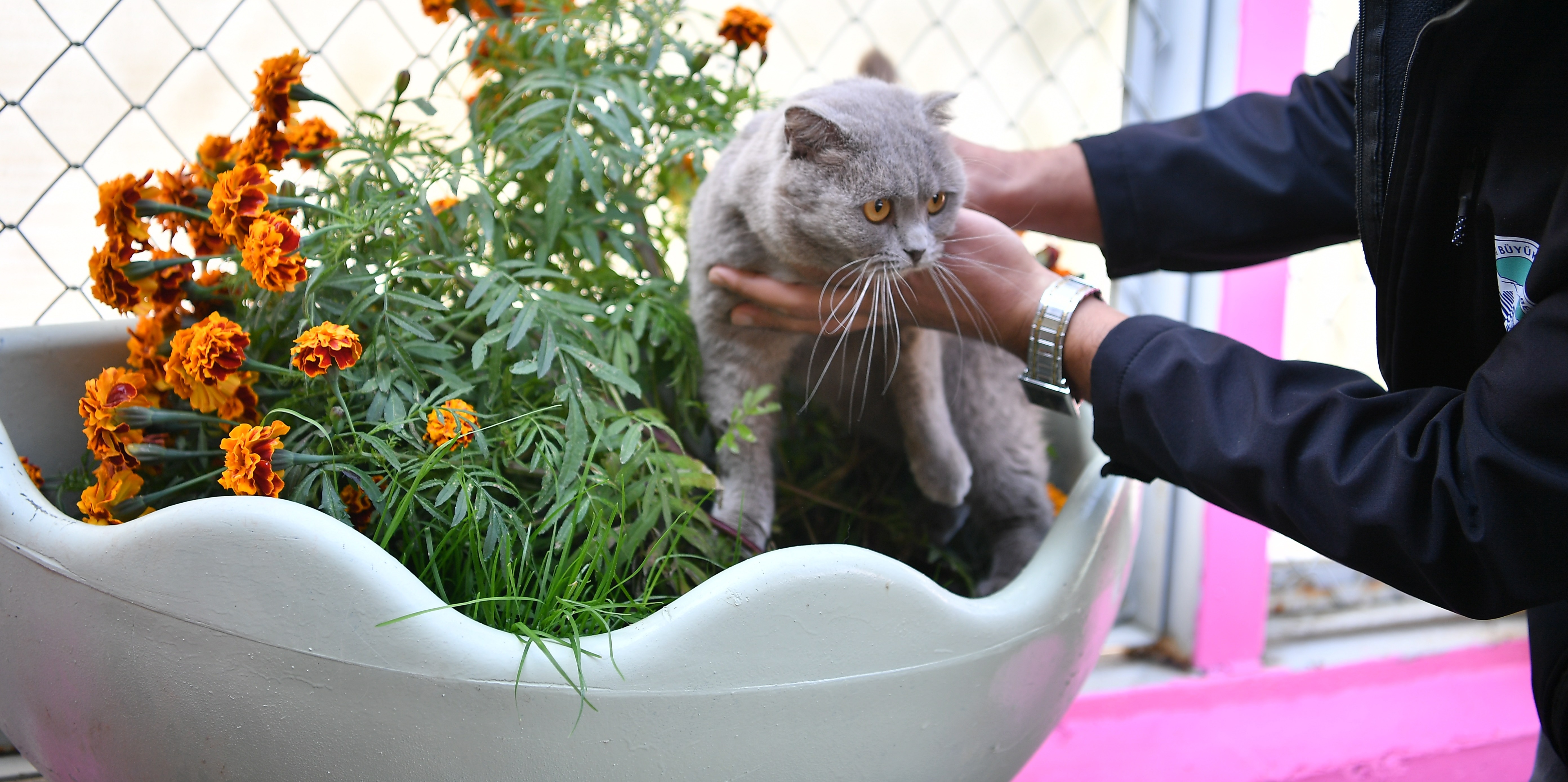 BÜYÜKŞEHİR’DEN PATİLİ DOSTLARA YAŞAM DESTEĞİ: KEDİ BAKIM EVİ ÖRNEK HİZMET SUNUYOR