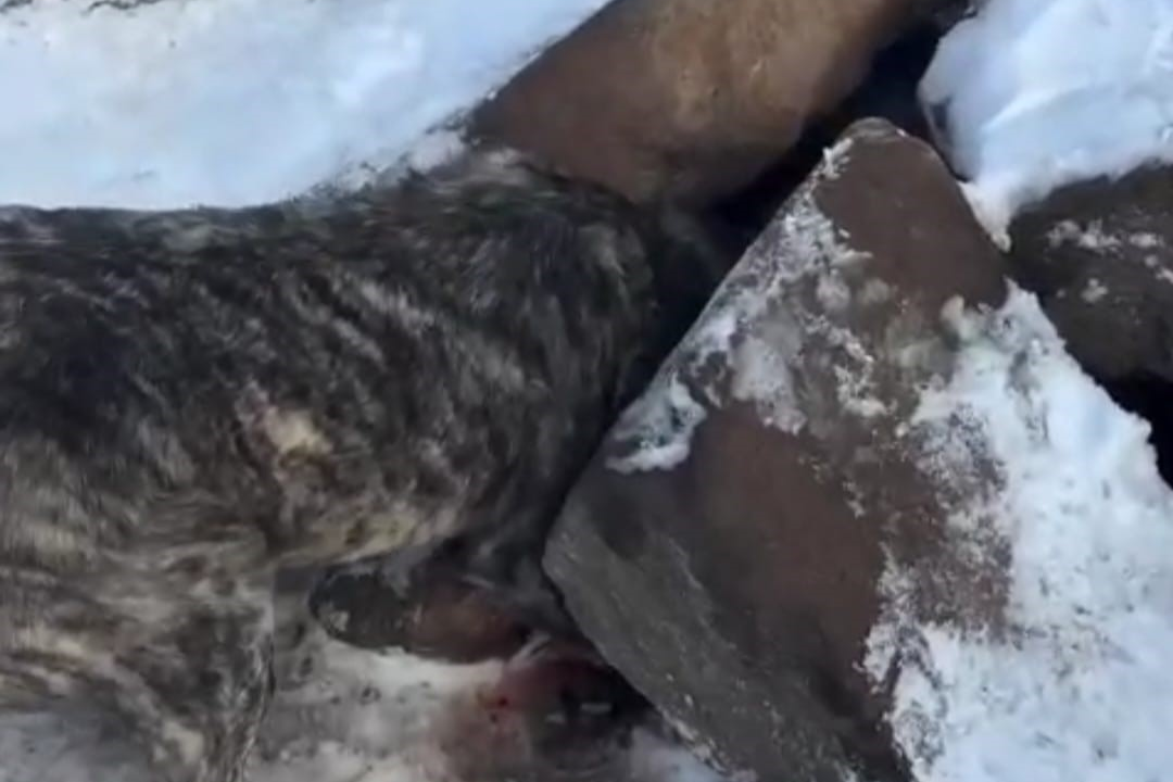 Başı kayaların arasına sıkışan köpek kepçeyle kurtarıldı