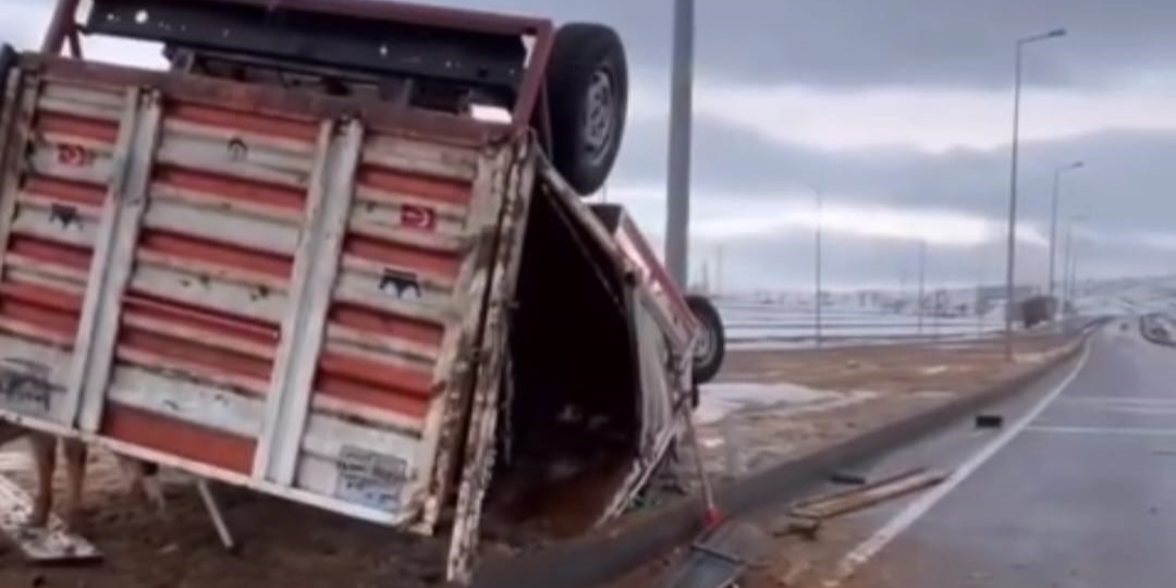Büyükbaş hayvan taşıyan kamyonet devrildi; hayvanlar yola savruldu