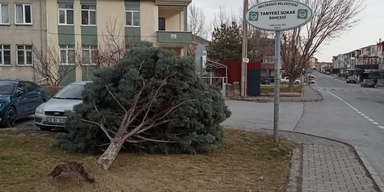 Kayseri’de şiddetli rüzgar ağacı kökünden söktü