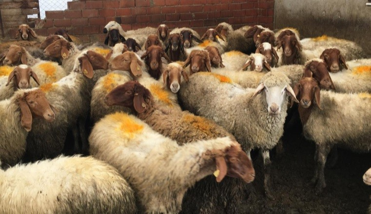 Kayseri'de küçükbaş hayvan sayısı 1 milyon 150 bine ulaştı