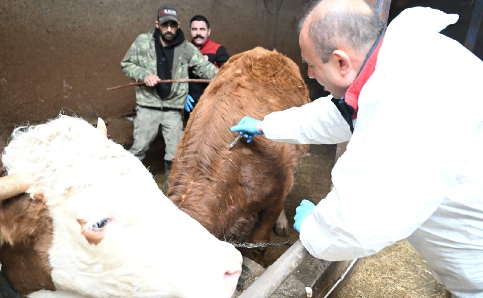 Kayseri’de ilkbahar dönemi şap aşılama kampanyası başladı