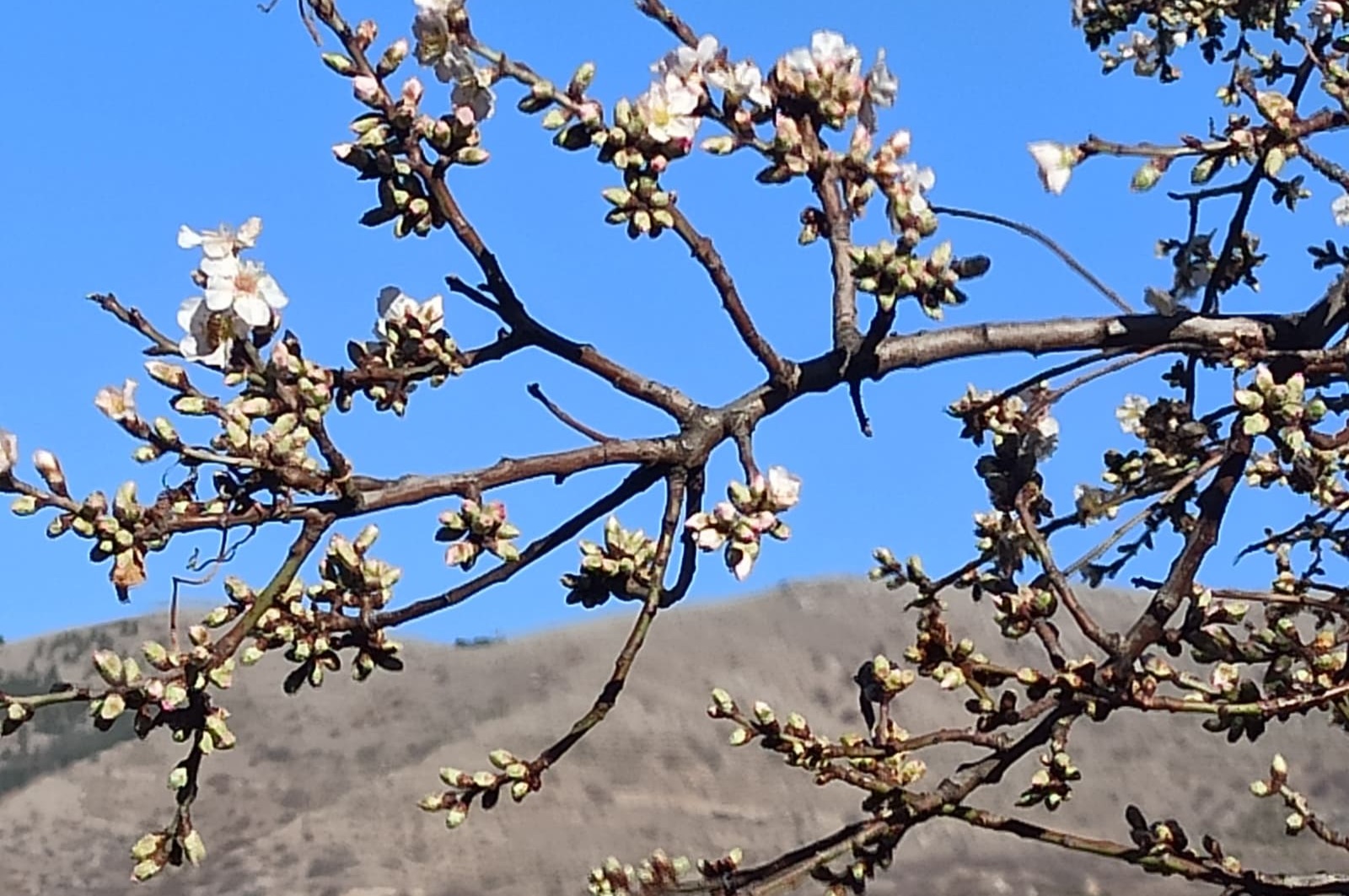 Yahyalı’da badem ağacı şubatta çiçek açtı