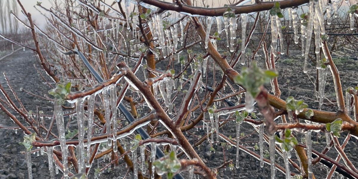 3 ilçede üreticiler zirai dona karşı sprinkler  sistemiyle önlem aldı