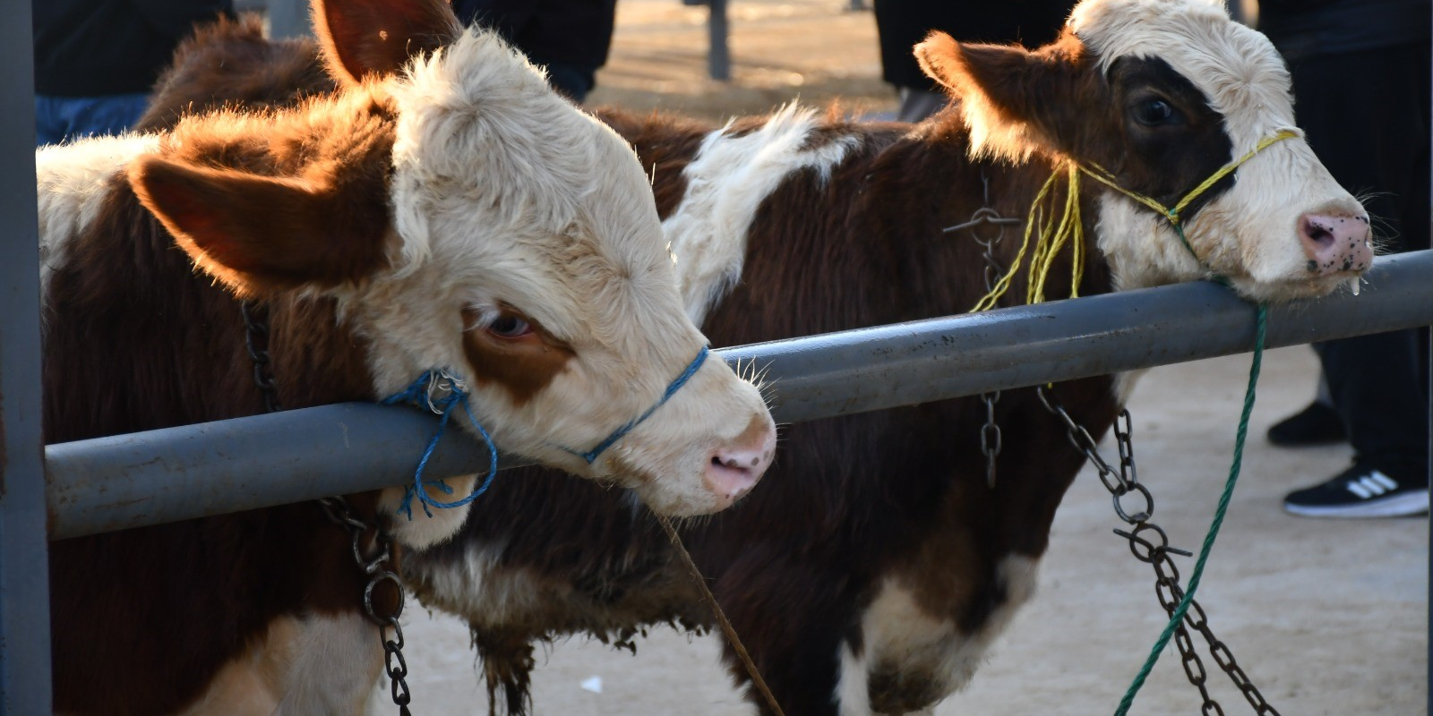 Kayseri’de Kurbanlık Tavsiye Fiyatları Açıklandı