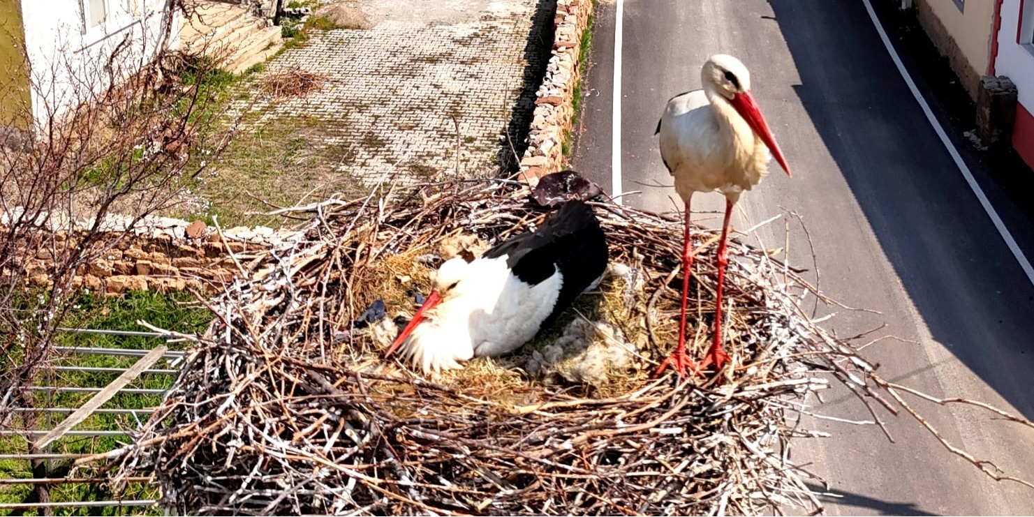 Sarıoğlan’da leylekler yuvalarına döndü