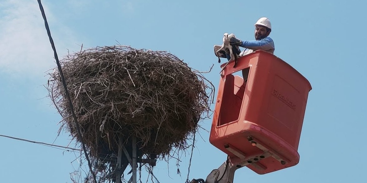 Kayseri'de elektrik direğinde mahsur kalan leyleği ekipler kurtardı