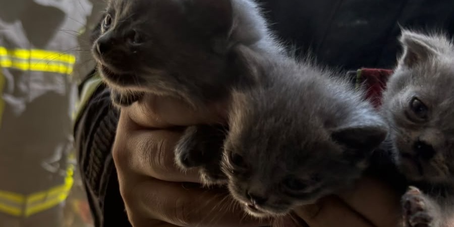 BÜYÜKŞEHİR İTFAİYESİ, YANGINDA MAHSUR KALAN 6 KEDİYİ KURTARDI
